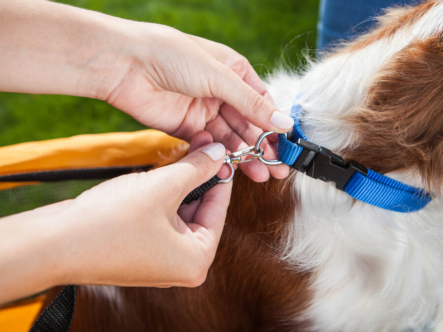 remorque à vélo pour animaux de compagnie rascal